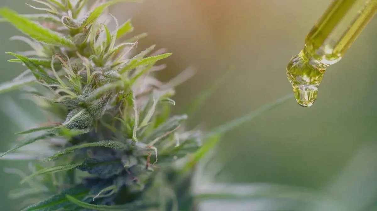 How did retinoids get into plants?