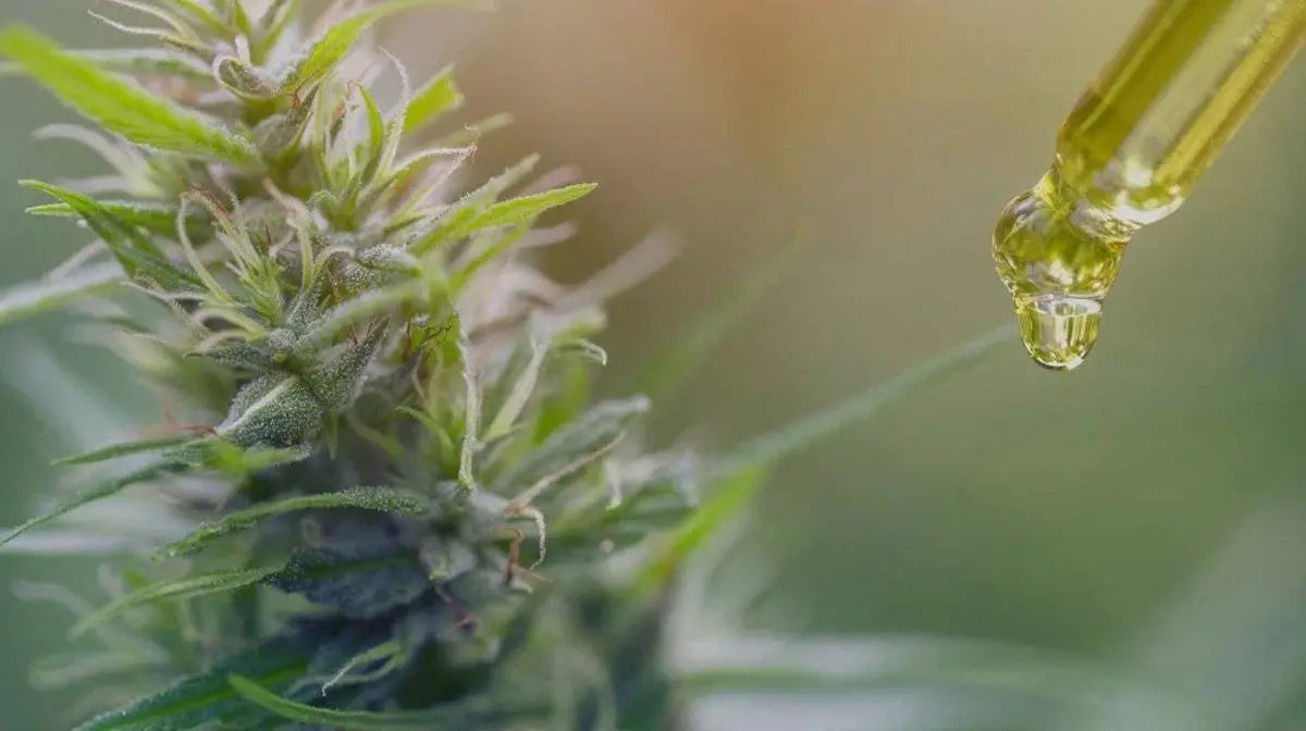 How to Care for Oily Skin