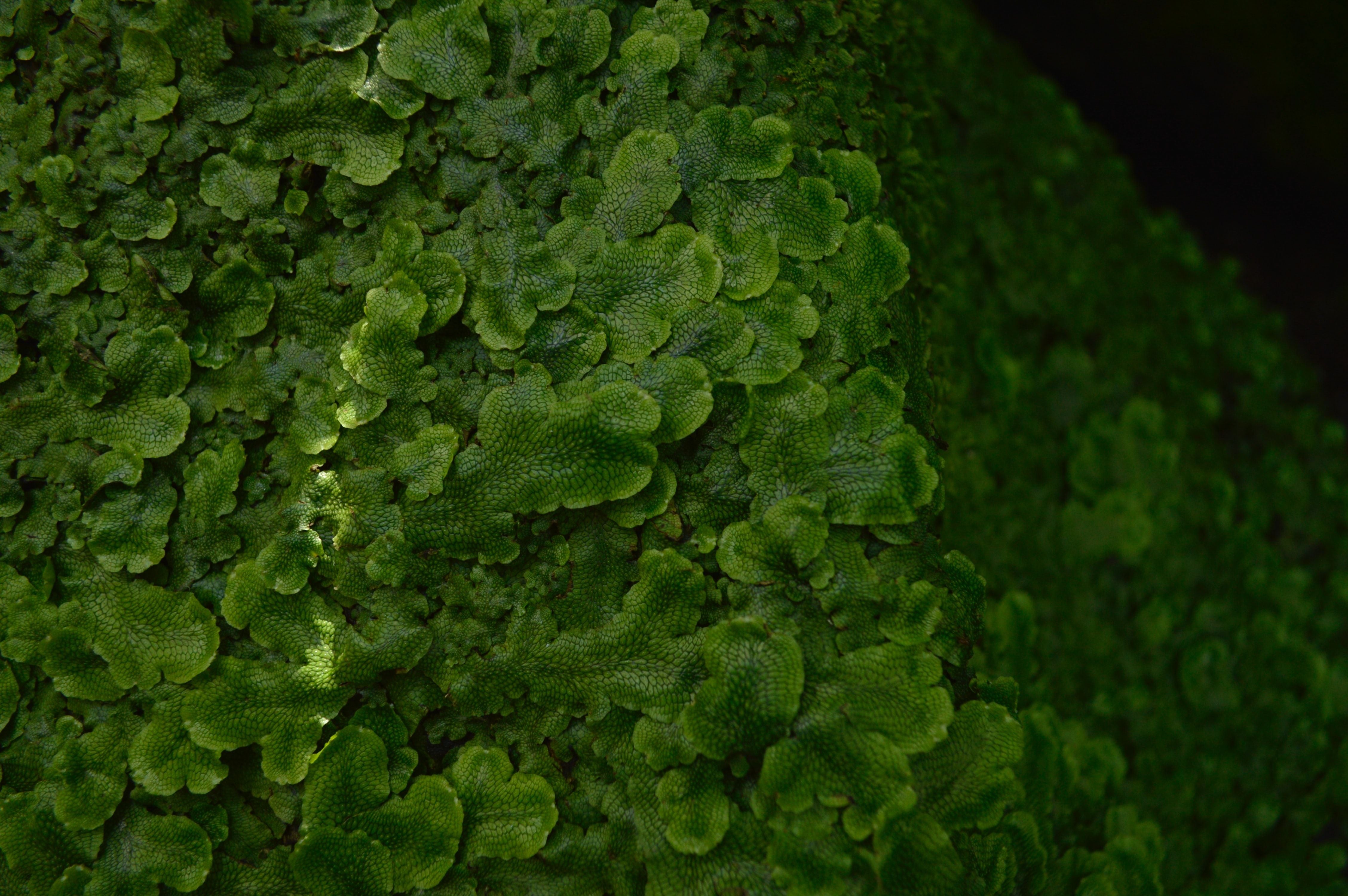 The power of fermentation