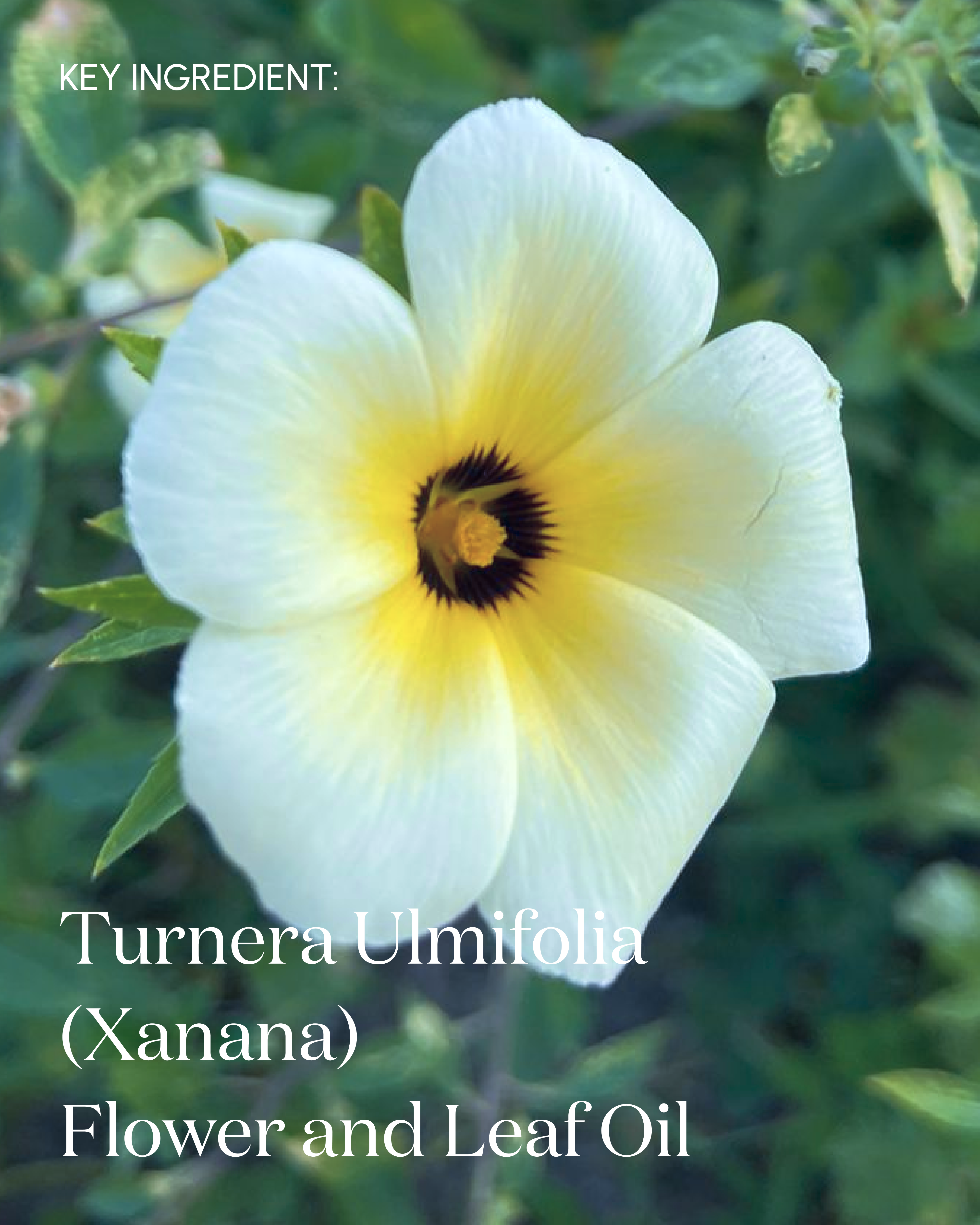 The Renewal Daily Cleanser