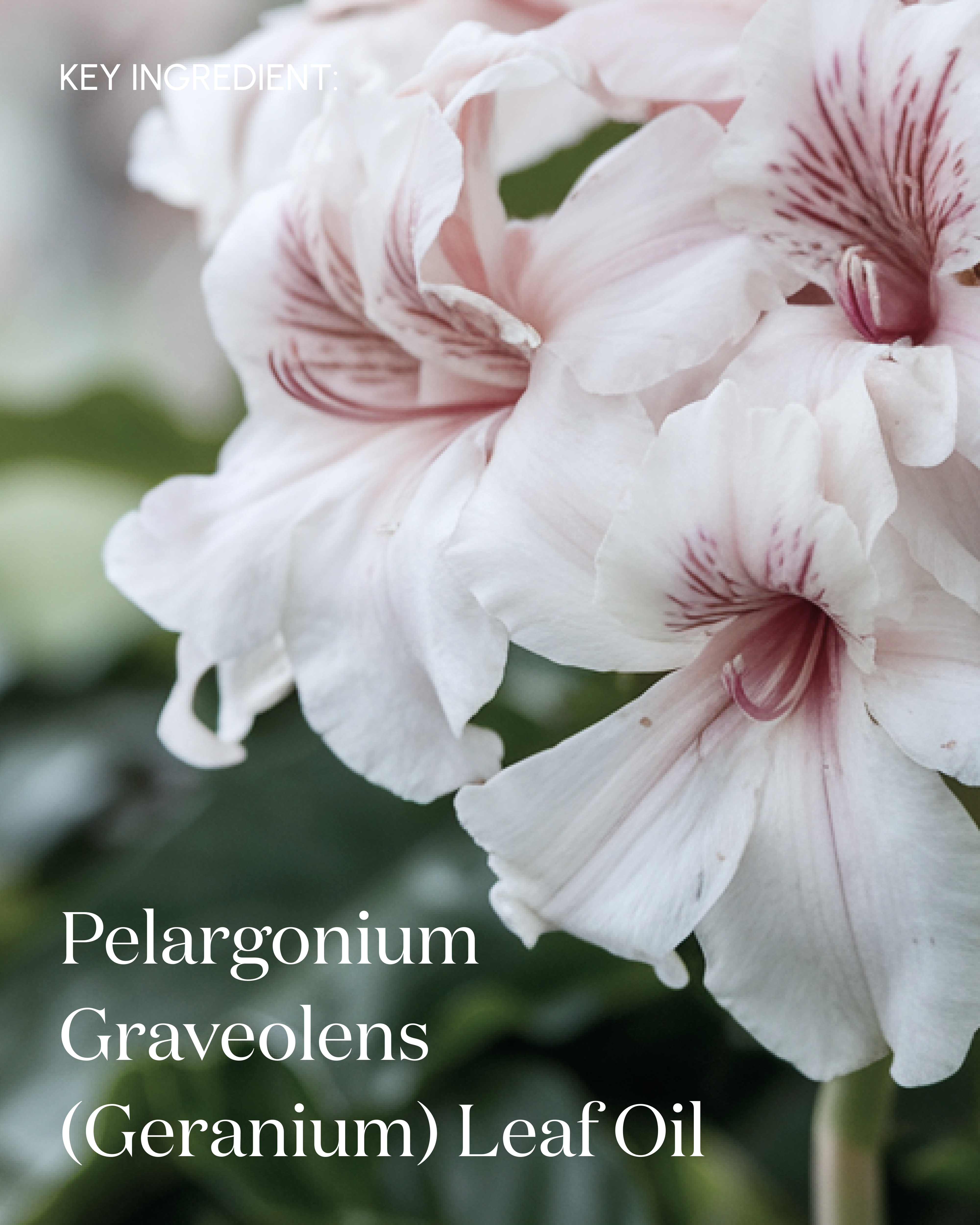 The Reset Clarifying Cleanser